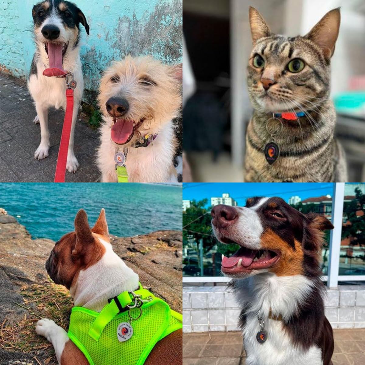 Pingente Inteligente QR Code para Pets Identificação Digital com Localização Notificações em Tempo Real, Cadastro Online, Atualização de Dados e Rede de Apoio Comunitária - Pinn Pet – E-FCS Store - Imagem 9